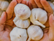 Here’s what a hundred-gram serving of garlic includes.