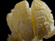 What is popcorn brain?